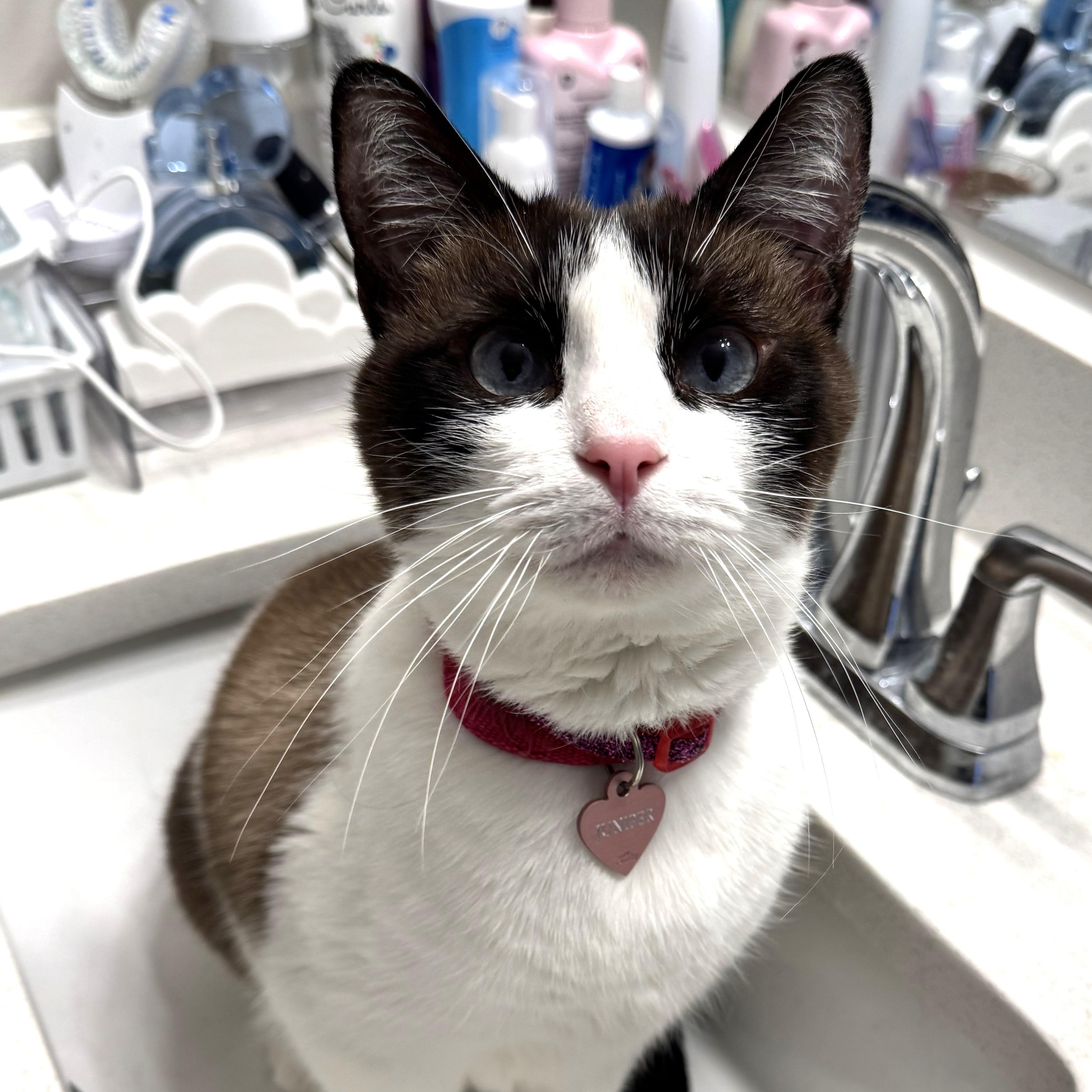 Enlarge Juniper, a Adoptable Domestic Short Hair in Charlotte, NC image 5/6