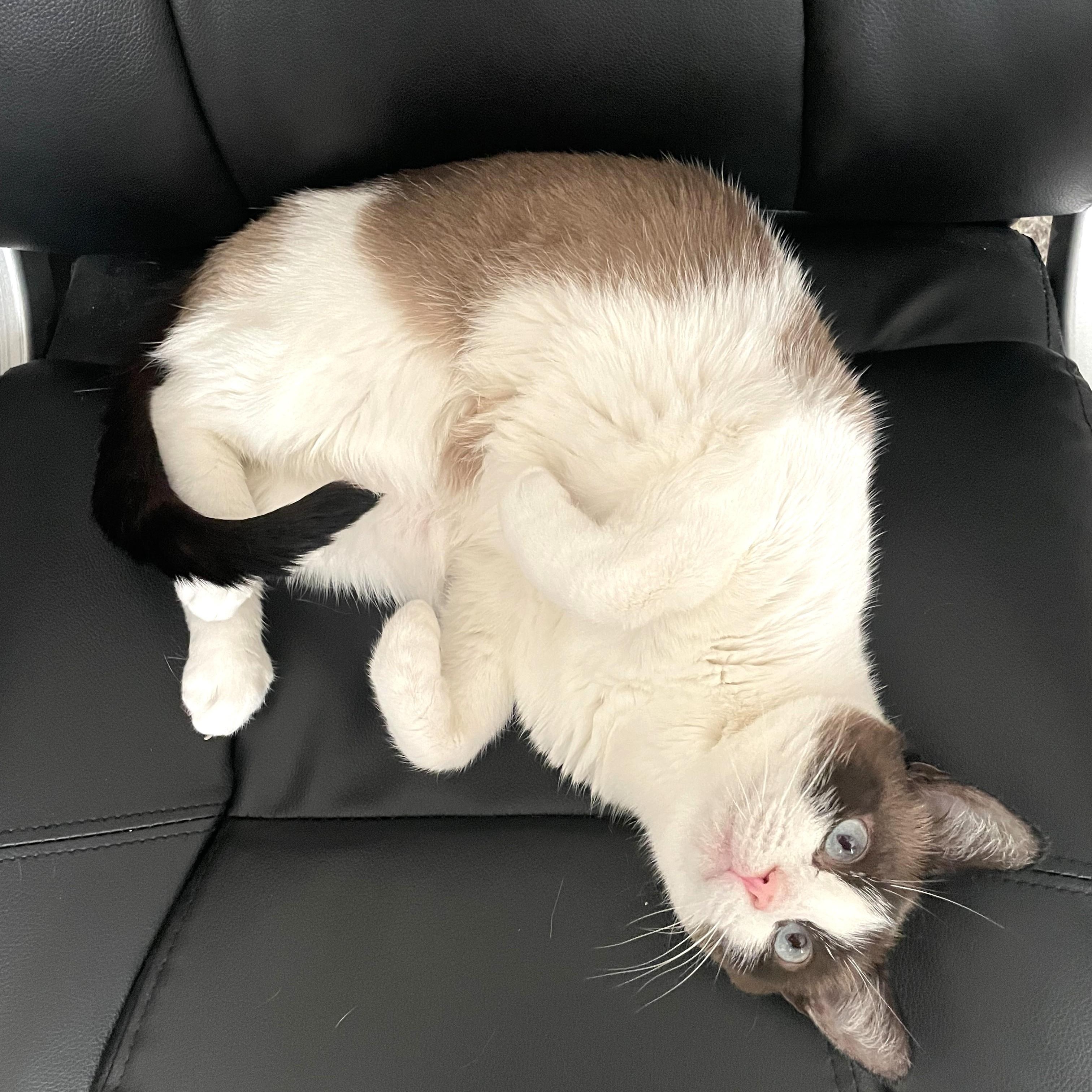 Enlarge Juniper, a Adoptable Domestic Short Hair in Charlotte, NC image 6/6