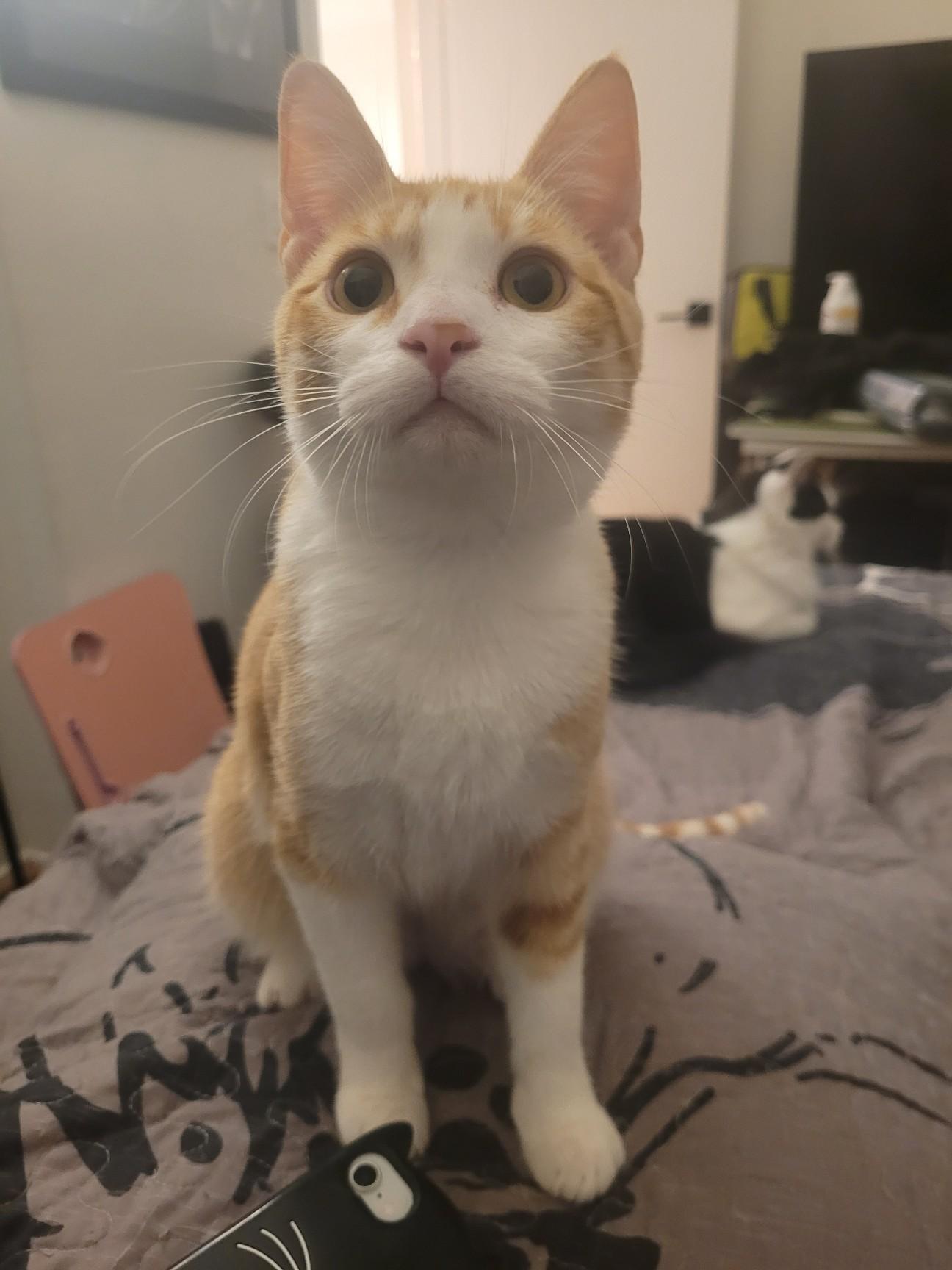 Enlarge Soybean , an adopted Domestic Short Hair in Los Angeles, CA image 1/1