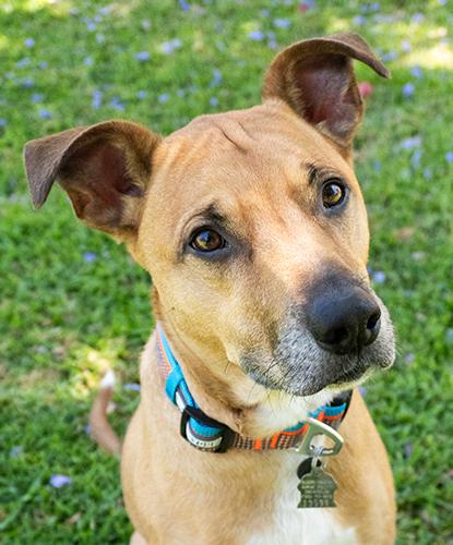 Enlarge Nico, a Adoptable mixed breed in Encinitas, CA image 1/1