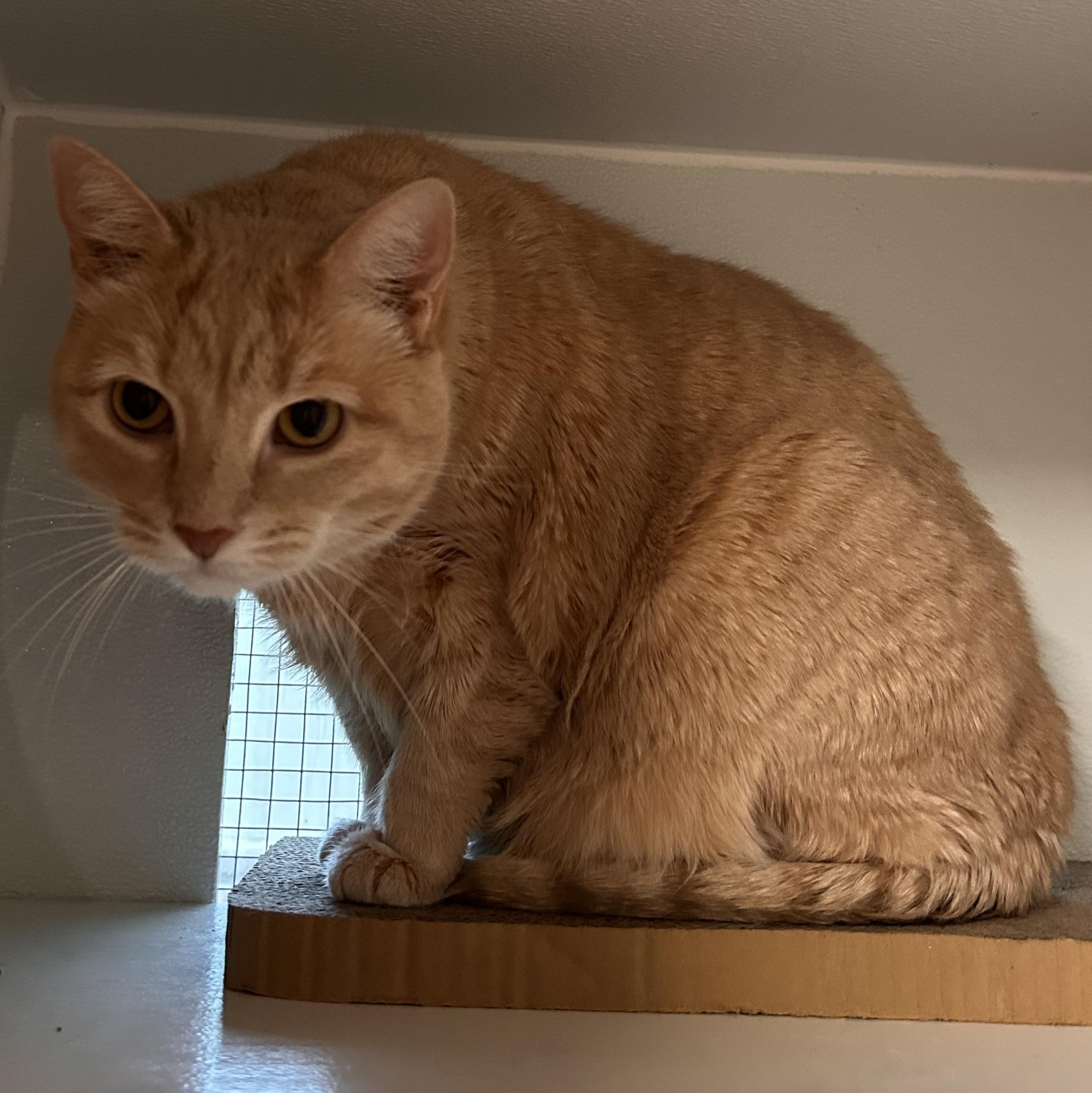 Ghost, Adoptable, Senior Female Domestic Short Hair.