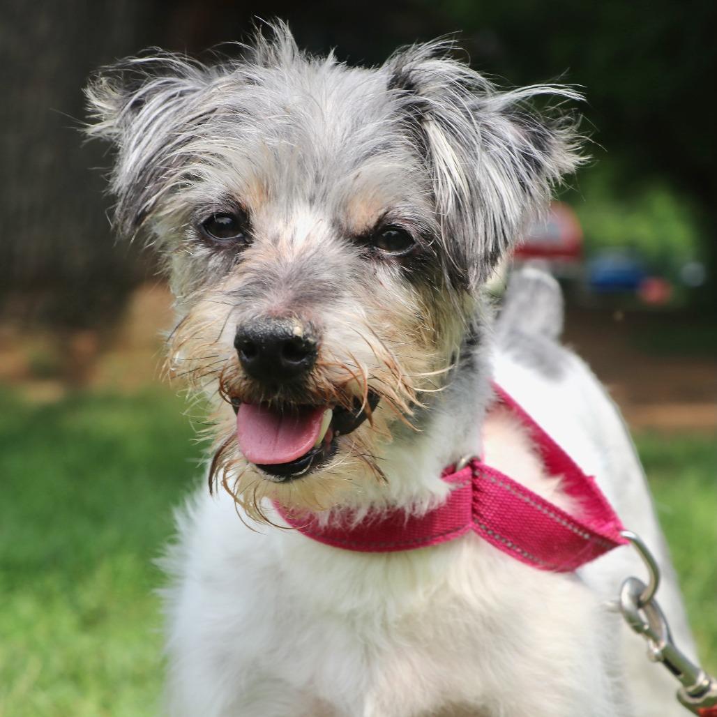 Bruno, Adoptable, Senior Male Mixed Breed.
