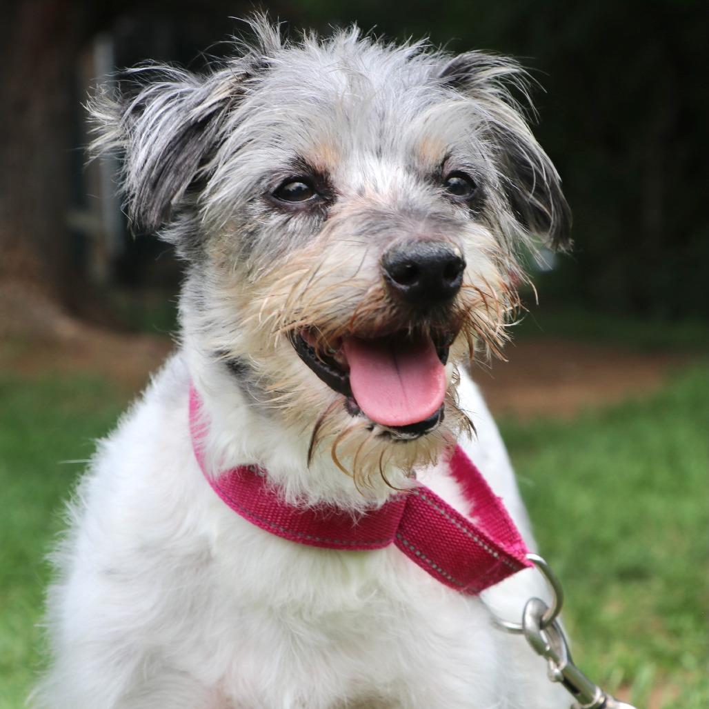 Enlarge Bruno, a Adoptable Mixed Breed in Allentown, PA image 3/4