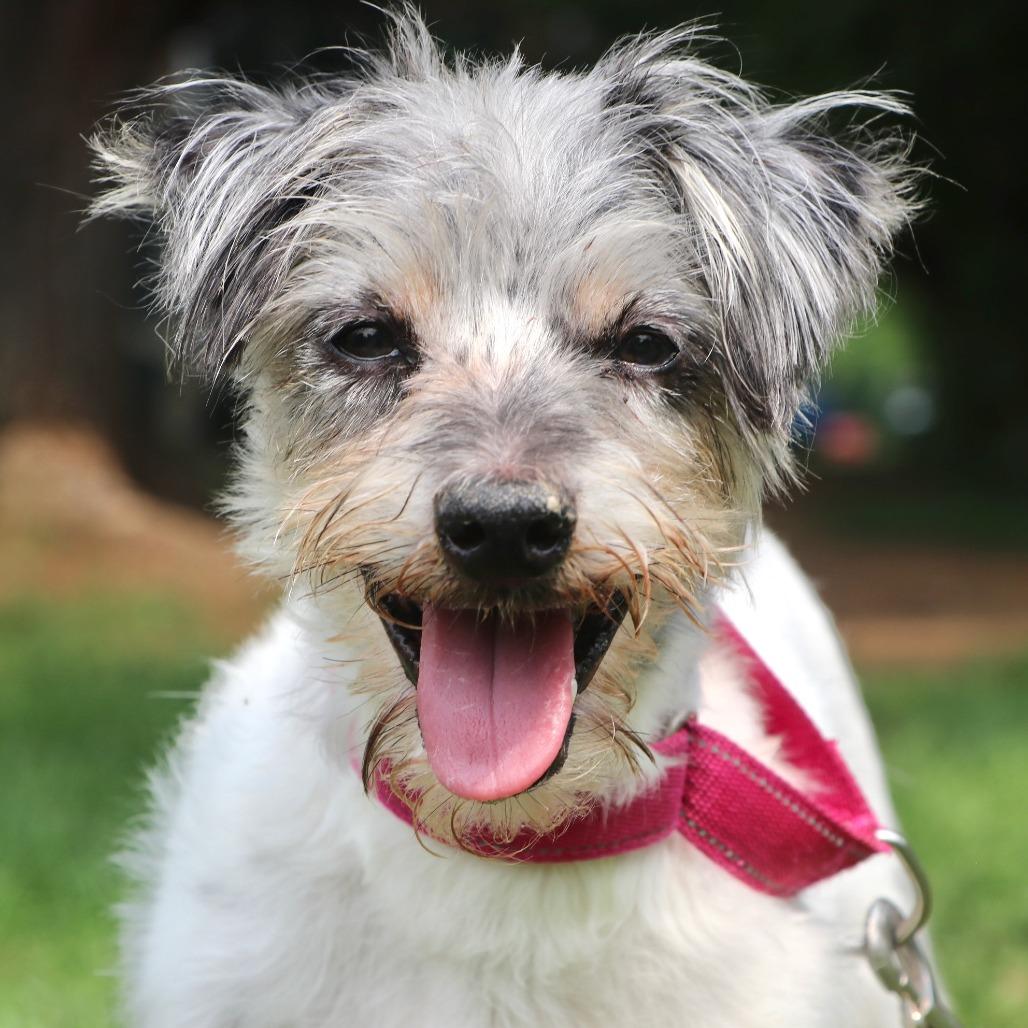 Enlarge Bruno, a Adoptable Mixed Breed in Allentown, PA image 4/4
