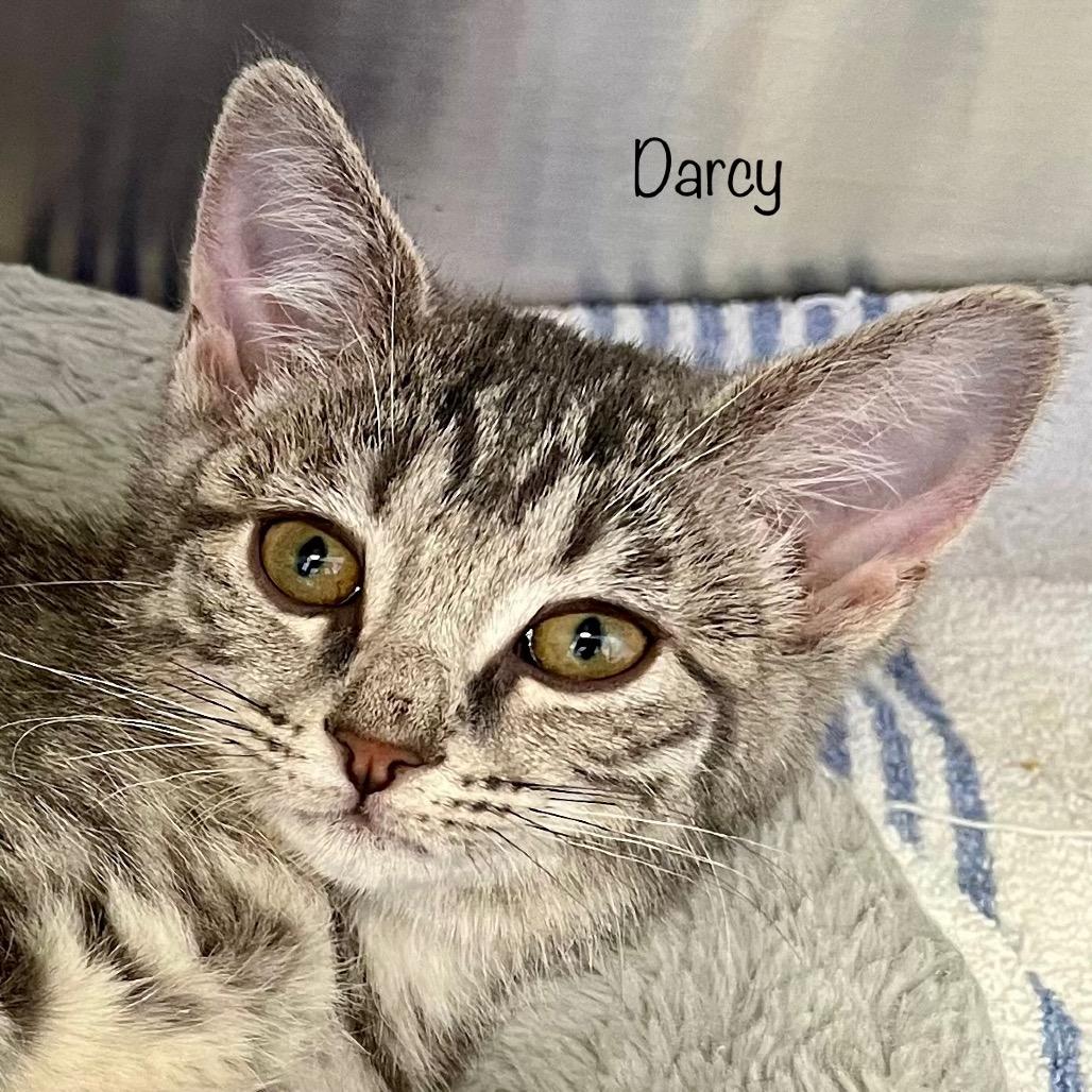 Enlarge Darcy, a Adoptable mixed breed in Madisonville, TN image 2/4