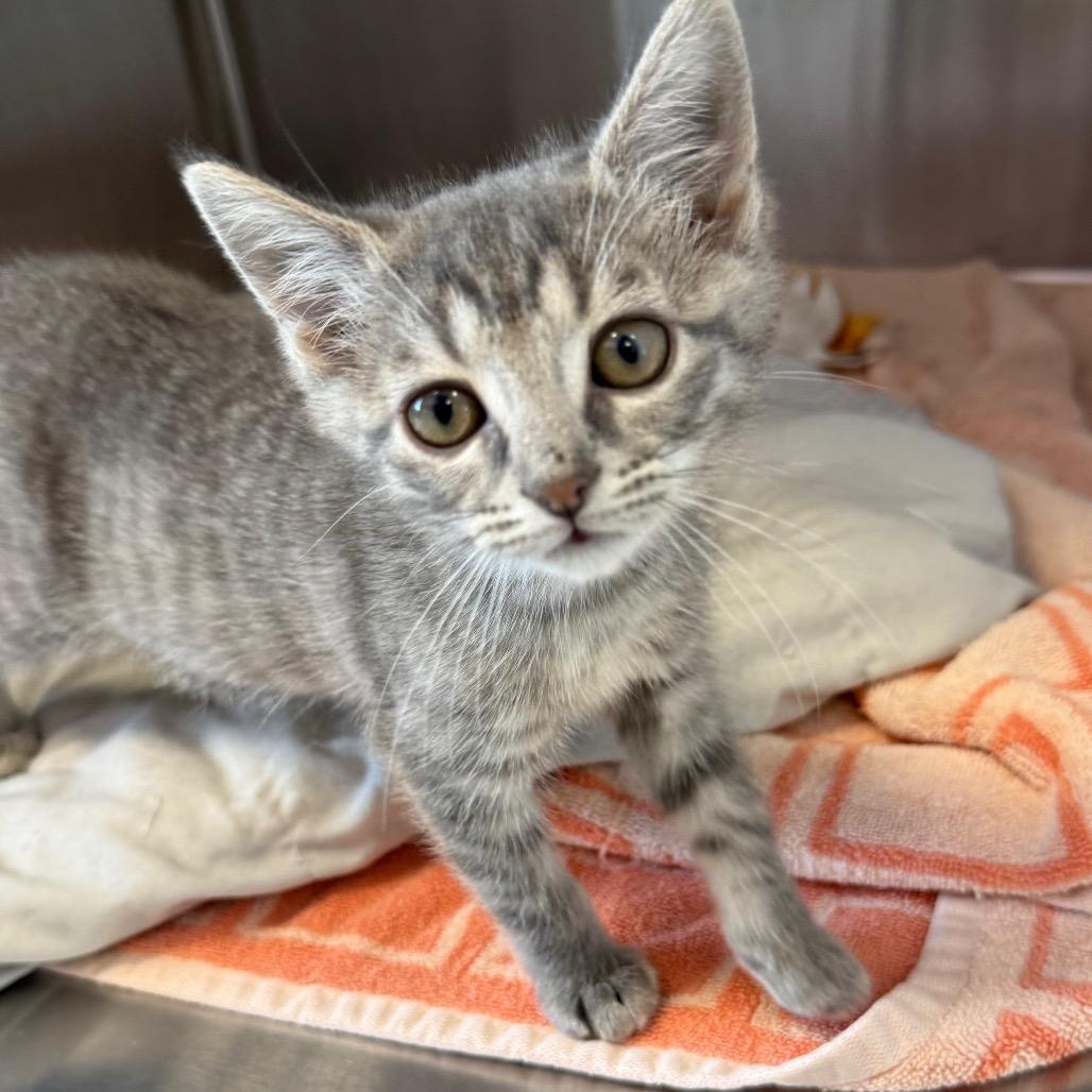 Enlarge Darcy, a Adoptable mixed breed in Madisonville, TN image 3/4