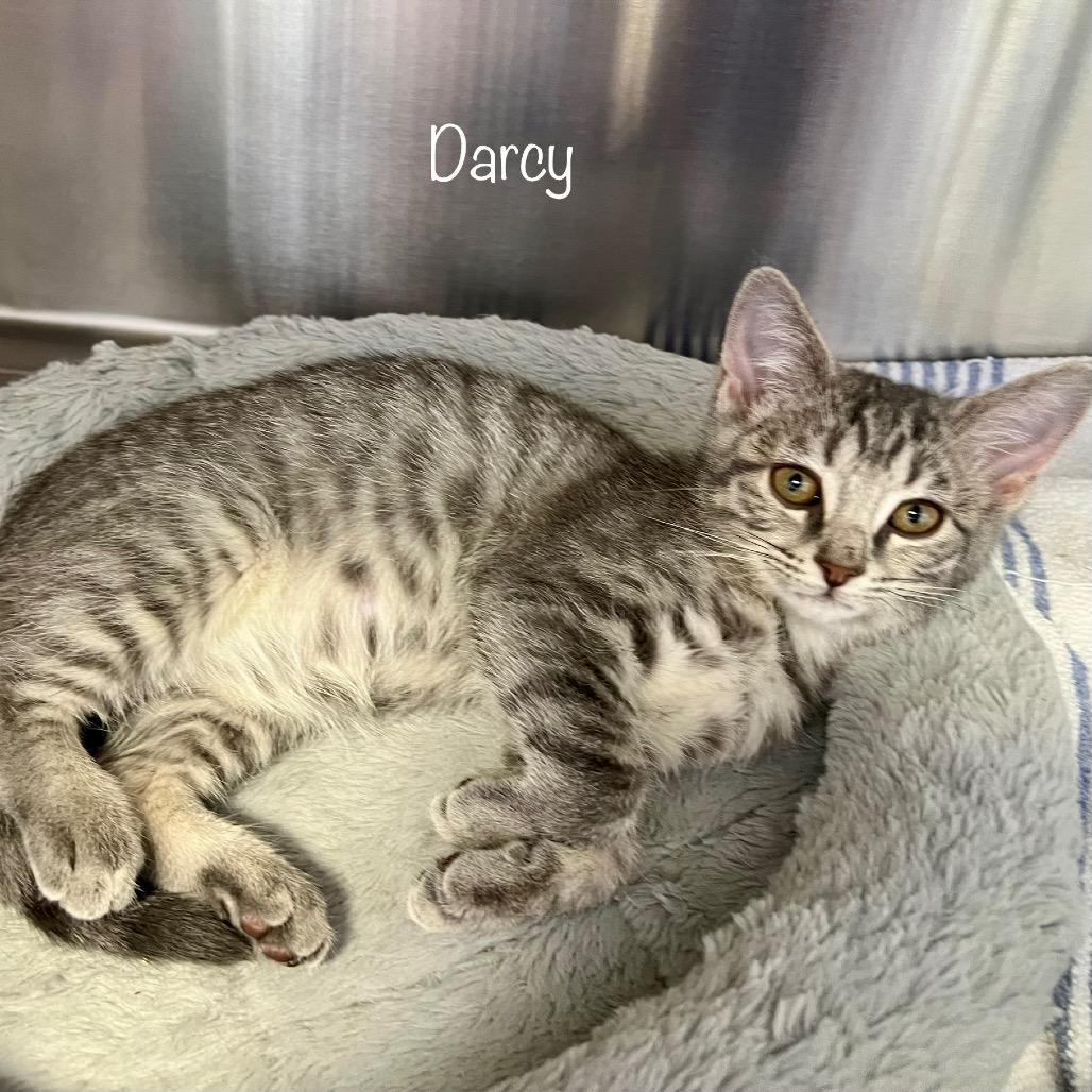 Enlarge Darcy, a Adoptable mixed breed in Madisonville, TN image 4/4