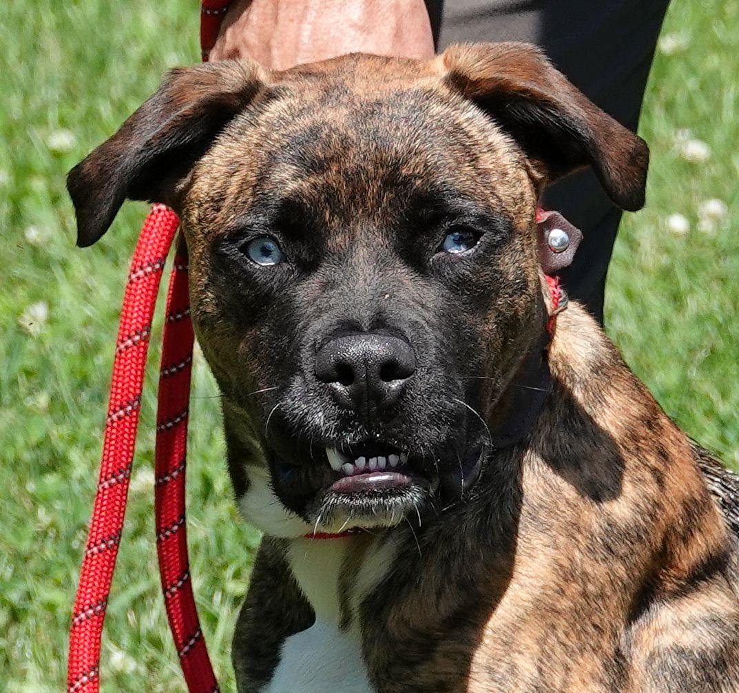 Meg, ADOPTABLE, Young Female Boxer.
