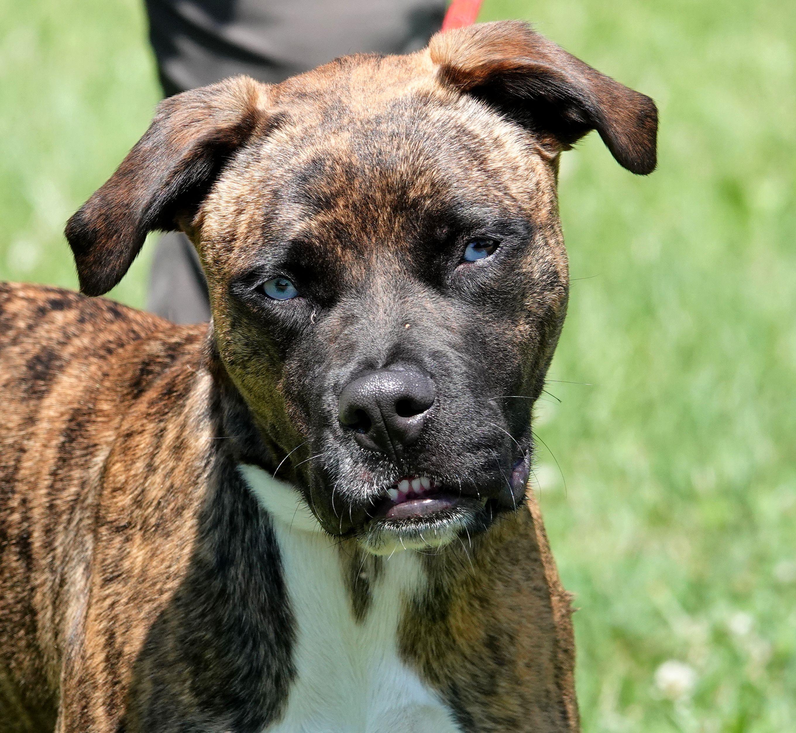 Meg, a ADOPTABLE mixed breed in Millfield, OH image 4/4