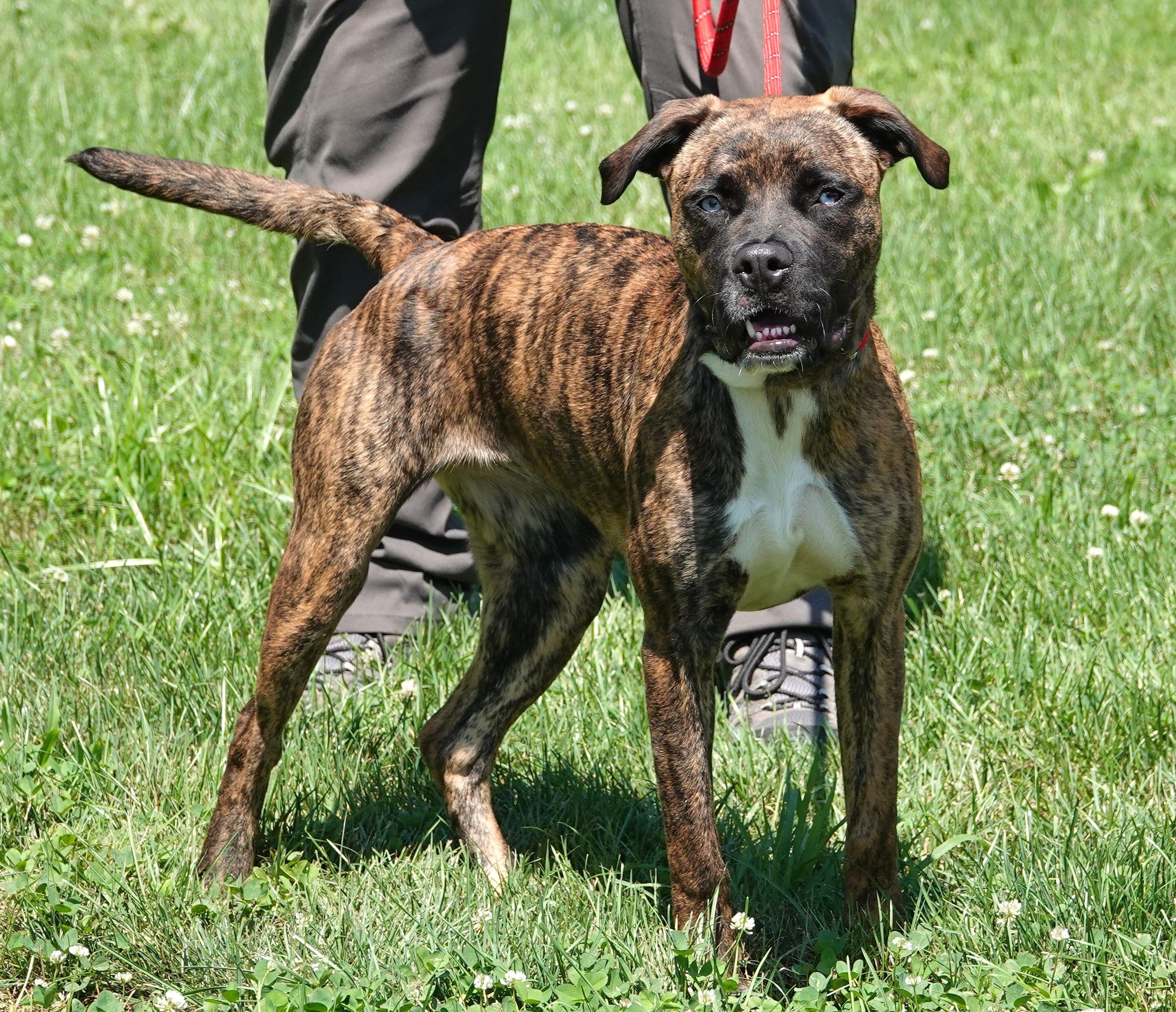 Meg, a ADOPTABLE mixed breed in Millfield, OH image 2/4
