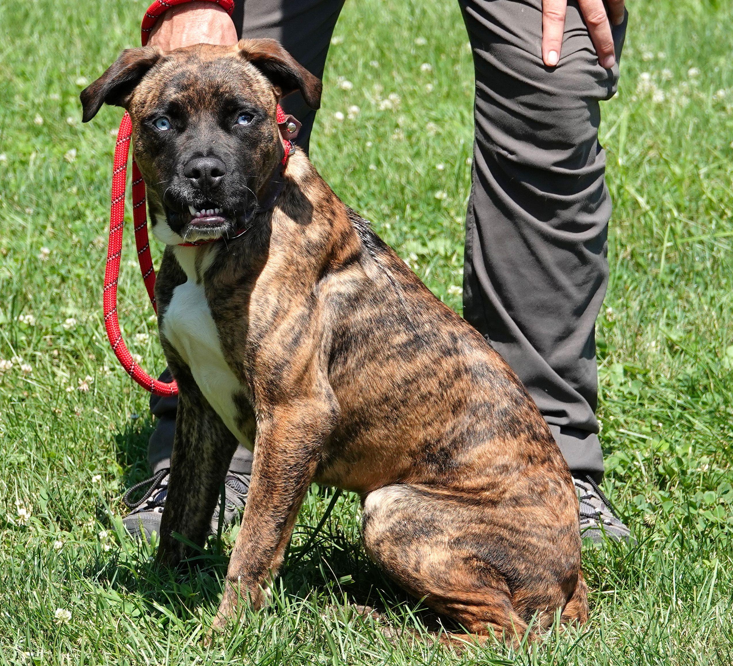Meg, a ADOPTABLE mixed breed in Millfield, OH image 3/4