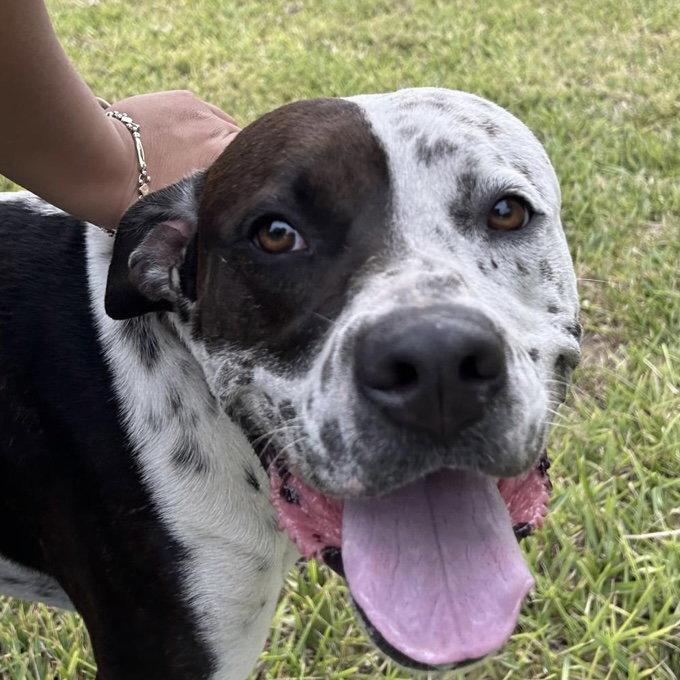 Inky, Adoptable, Young Male Pointer & American Bulldog.