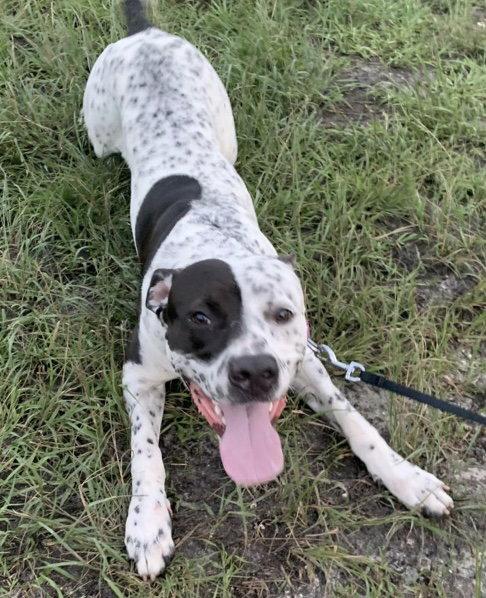 Enlarge Inky, a Adoptable mixed breed in Fort Pierce, FL image 2/3