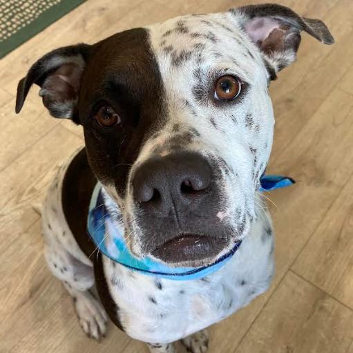 Inky, a Adoptable mixed breed in Fort Pierce, FL image 3/3