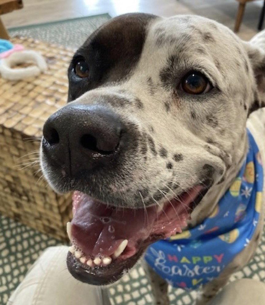Enlarge Inky, a Adoptable mixed breed in Fort Pierce, FL image 3/3