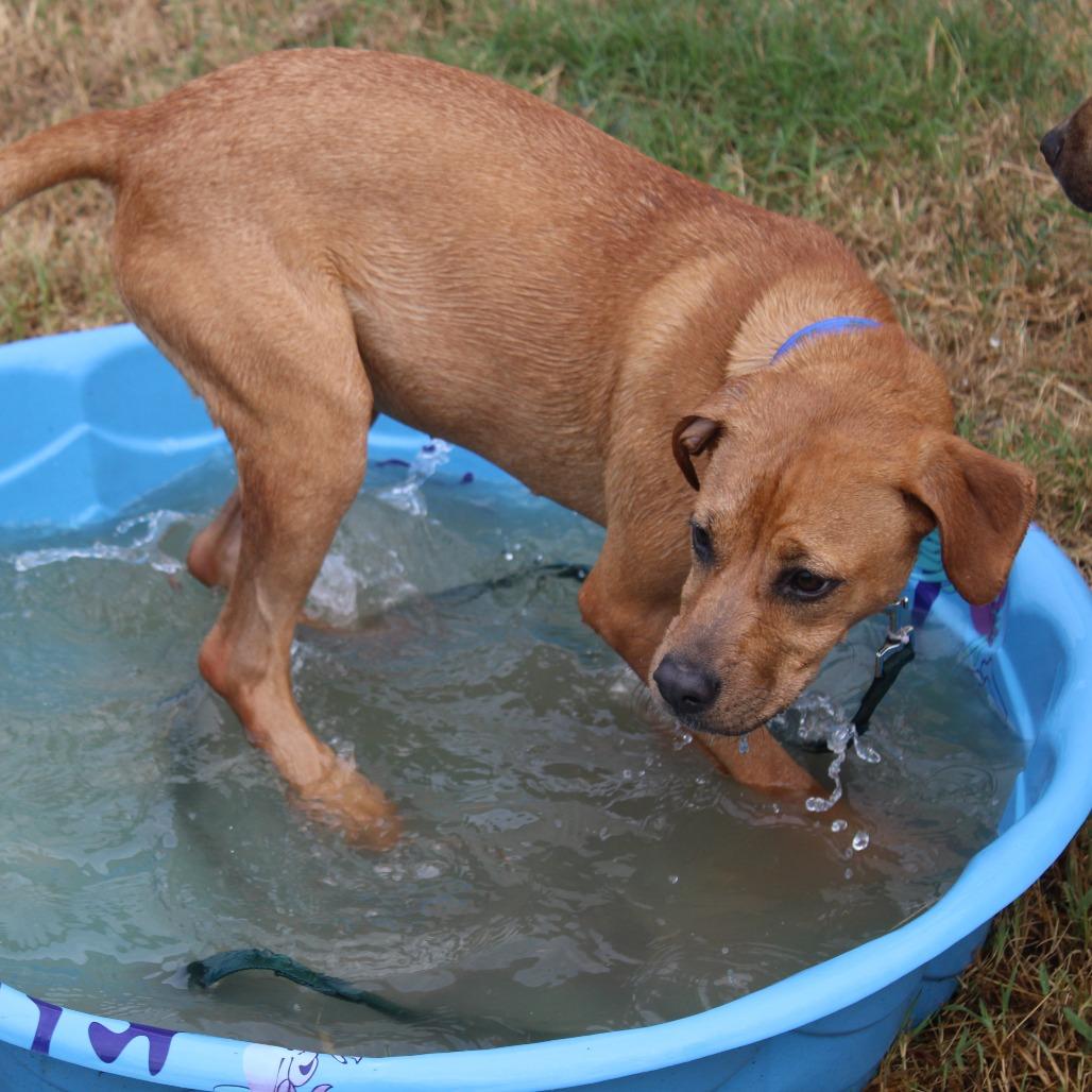 Enlarge Nala, a Adoptable mixed breed in Hattiesburg, MS image 1/6