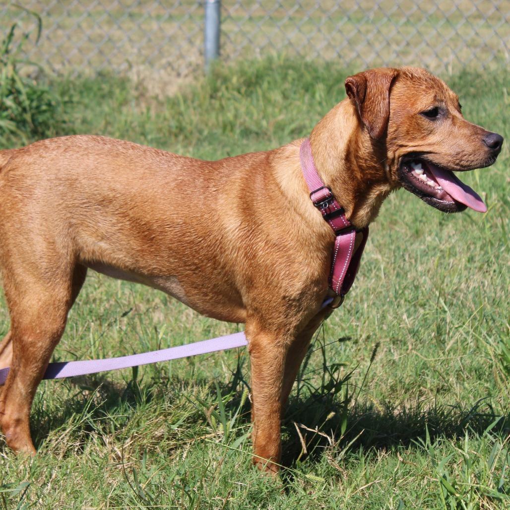 Enlarge Nala, a Adoptable mixed breed in Hattiesburg, MS image 2/6