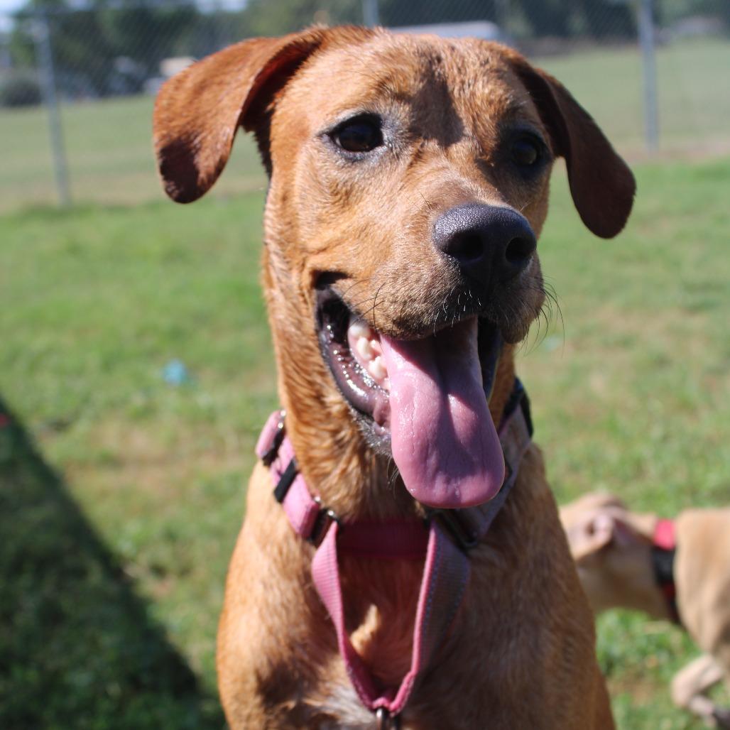 Enlarge Nala, a Adoptable mixed breed in Hattiesburg, MS image 3/6