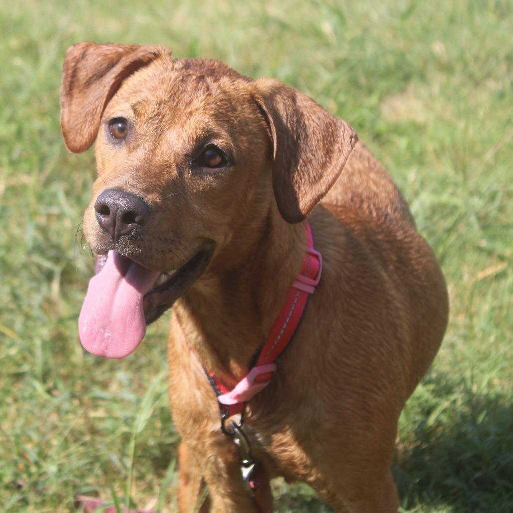 Enlarge Nala, a Adoptable mixed breed in Hattiesburg, MS image 4/6