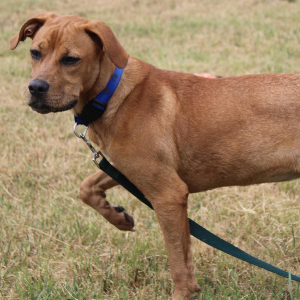 Enlarge Nala, a Adoptable mixed breed in Hattiesburg, MS image 5/6