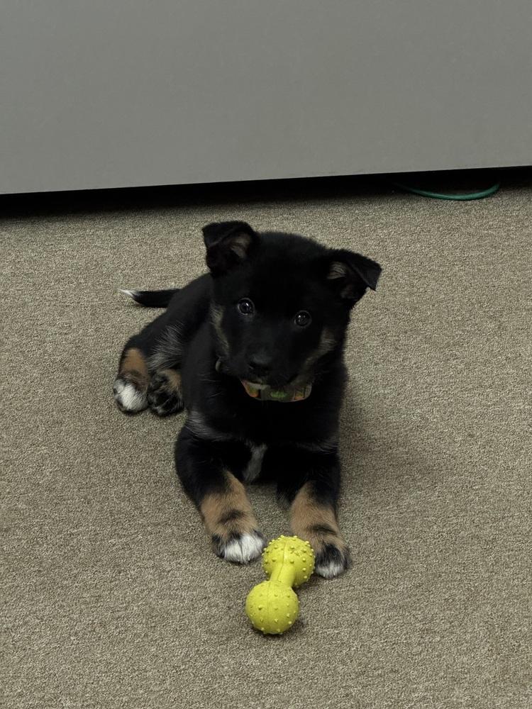 Tank, Adoptable, Puppy Male Pomeranian & Klee Kai.