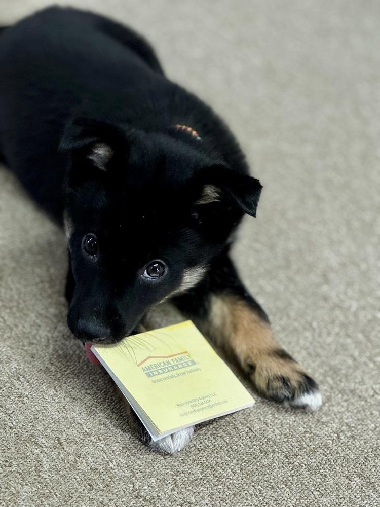 Enlarge Tank, a Adoptable mixed breed in La valle, WI image 2/3