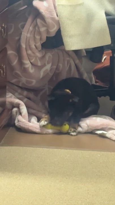 Enlarge Tank, a Adoptable mixed breed in La valle, WI video 3/3