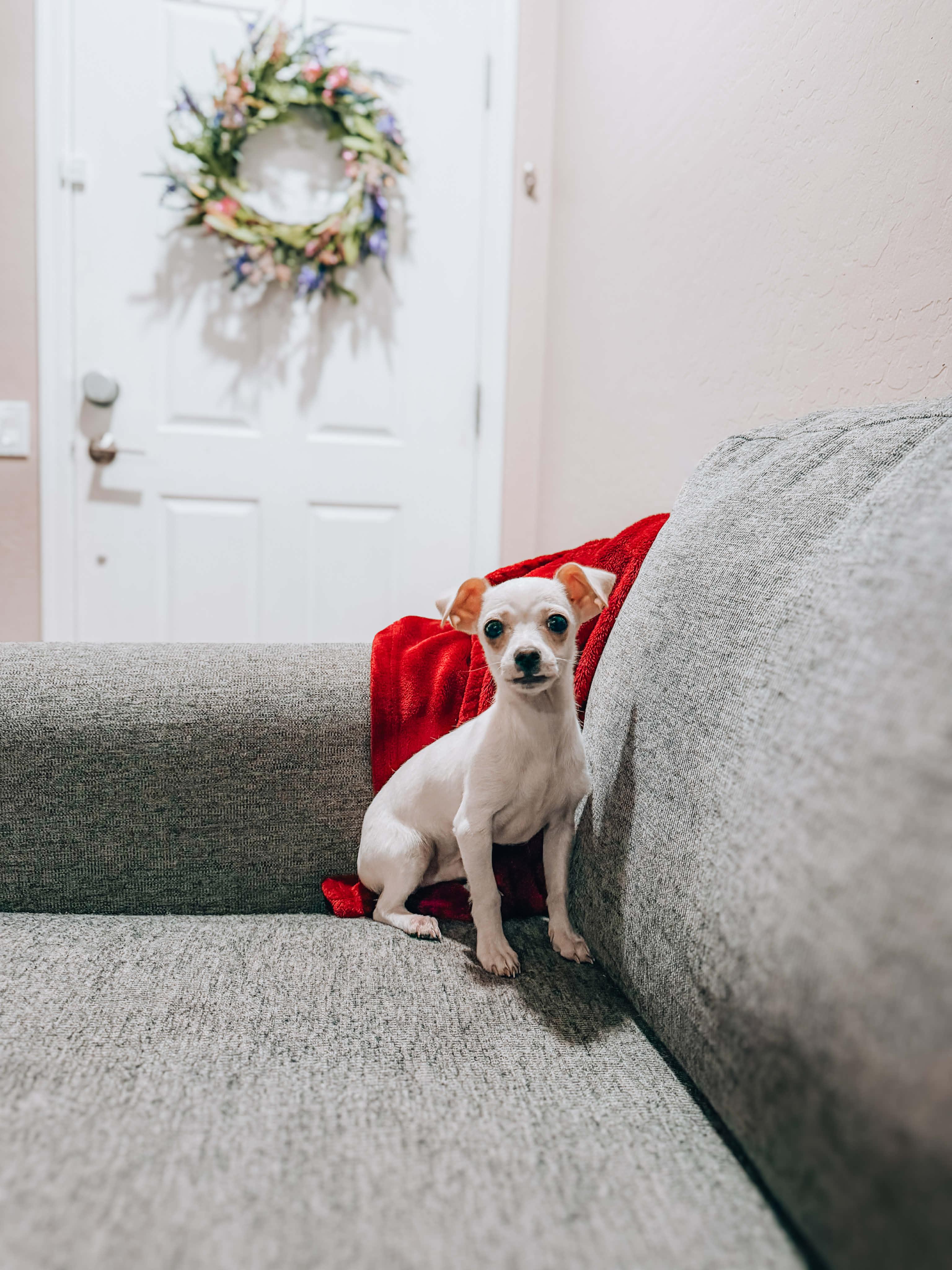 Enlarge Marshmallow , a Adoptable mixed breed in Goodyear, AZ image 1/1