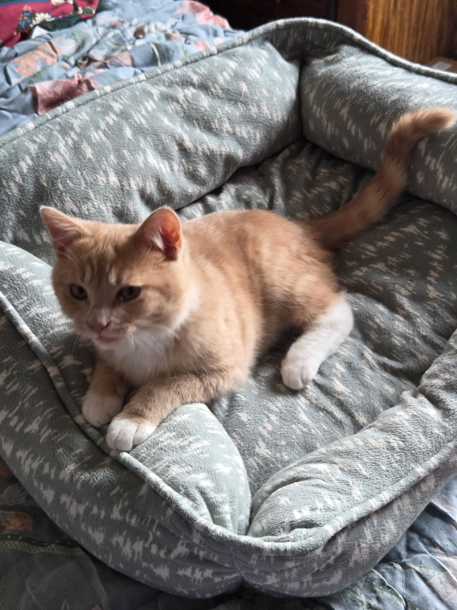 Ginger, ADOPTABLE, Kitten Male Domestic Short Hair.