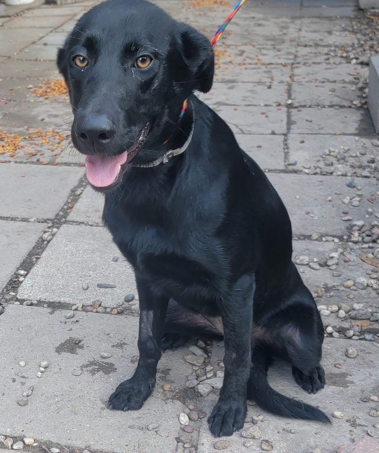 Enlarge Indy, a ADOPTABLE mixed breed in West hurley, NY image 1/2