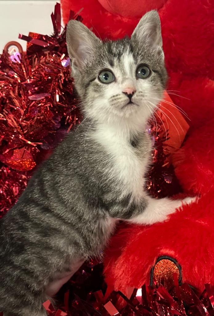 Enlarge 12/2/25 Frosty, a Adoptable mixed breed in Stillwater, OK image 1/1