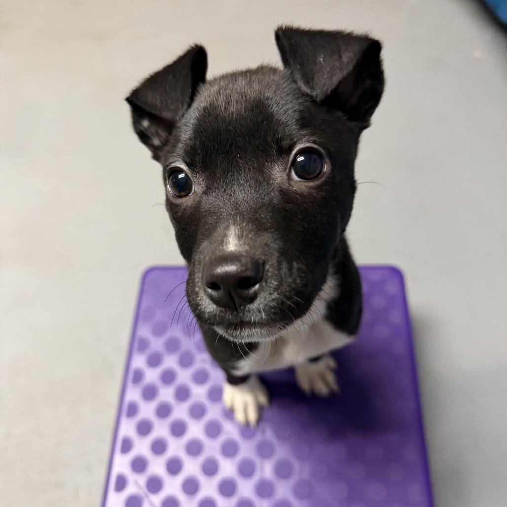 NY Duchess (Foster in Brewster NY), Adoptable, Puppy Female Terrier.