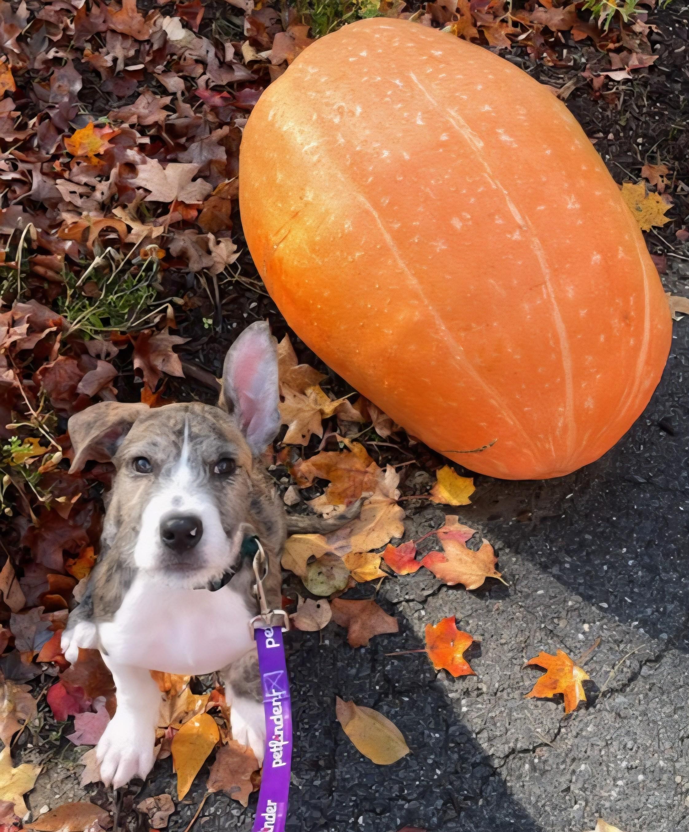 Musical Pups, adopted, Young Male Goldendoodle & Mixed Breed.
