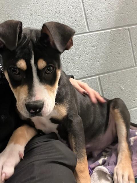 Musical Pups, an adopted mixed breed in Hudson, MA image 3/5
