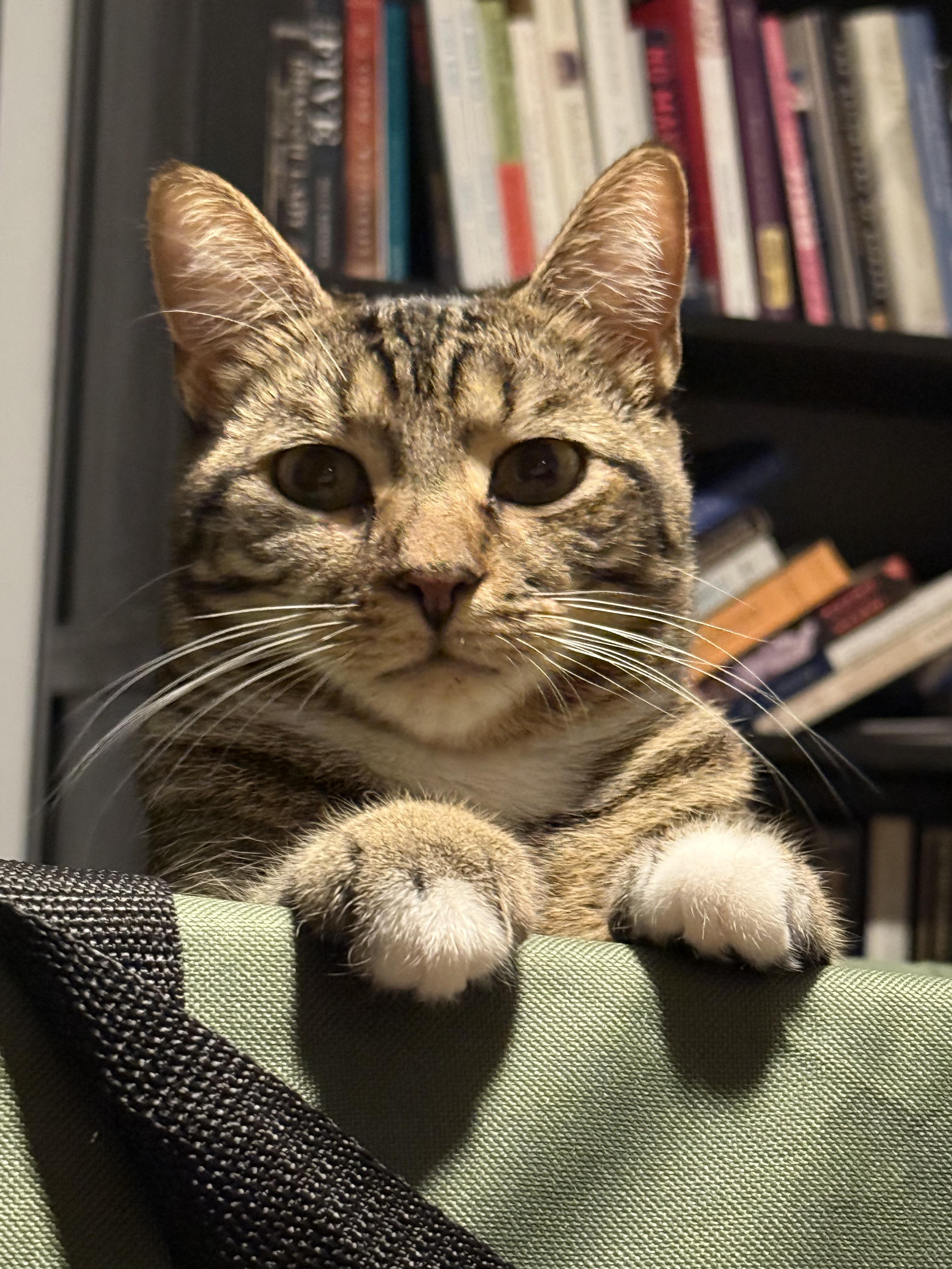 Jeepers, Adoptable, Young Male Domestic Short Hair.