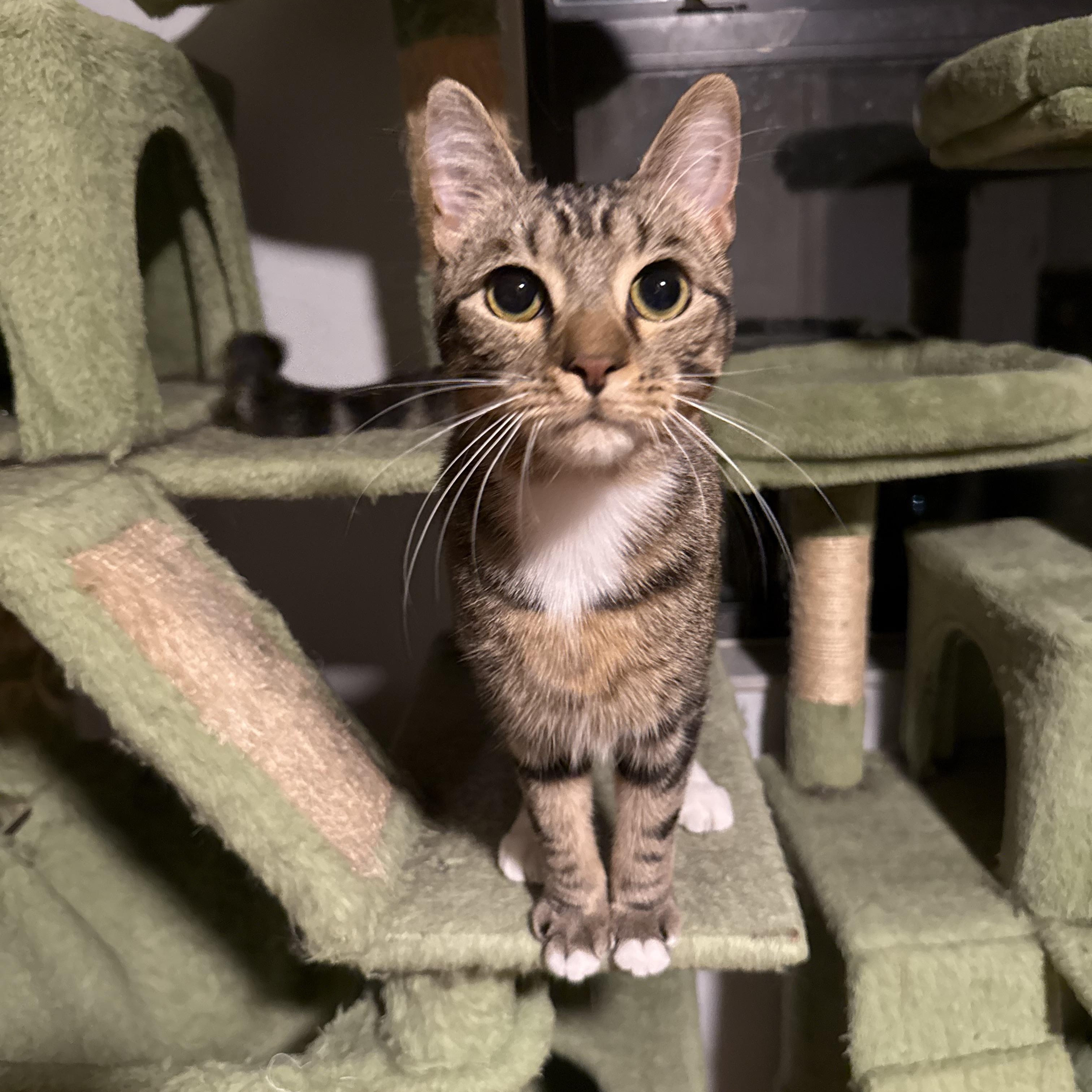 Enlarge Jeepers, a Adoptable Domestic Short Hair in Kissimmee, FL image 2/3