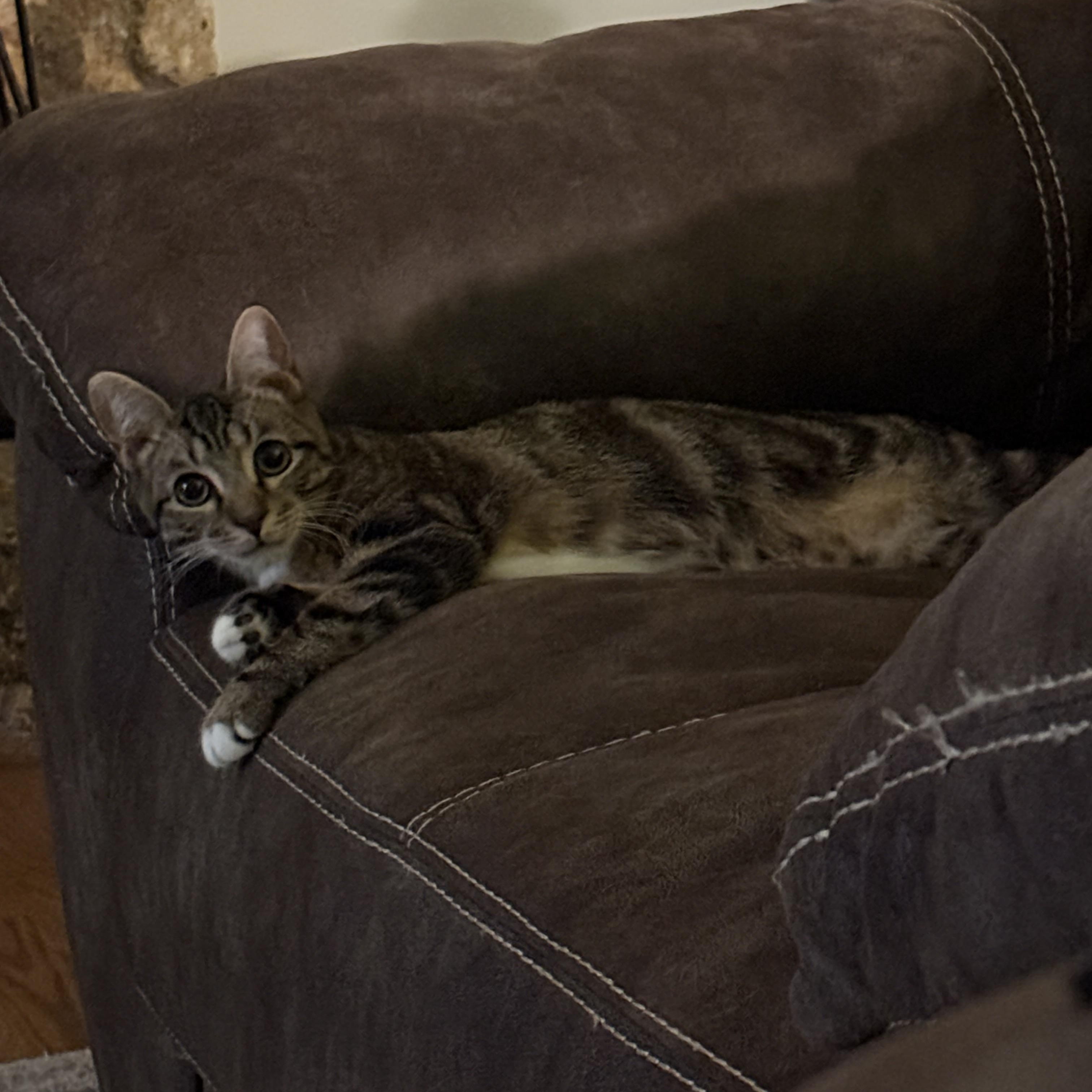 Enlarge Jeepers, a Adoptable Domestic Short Hair in Kissimmee, FL image 3/3