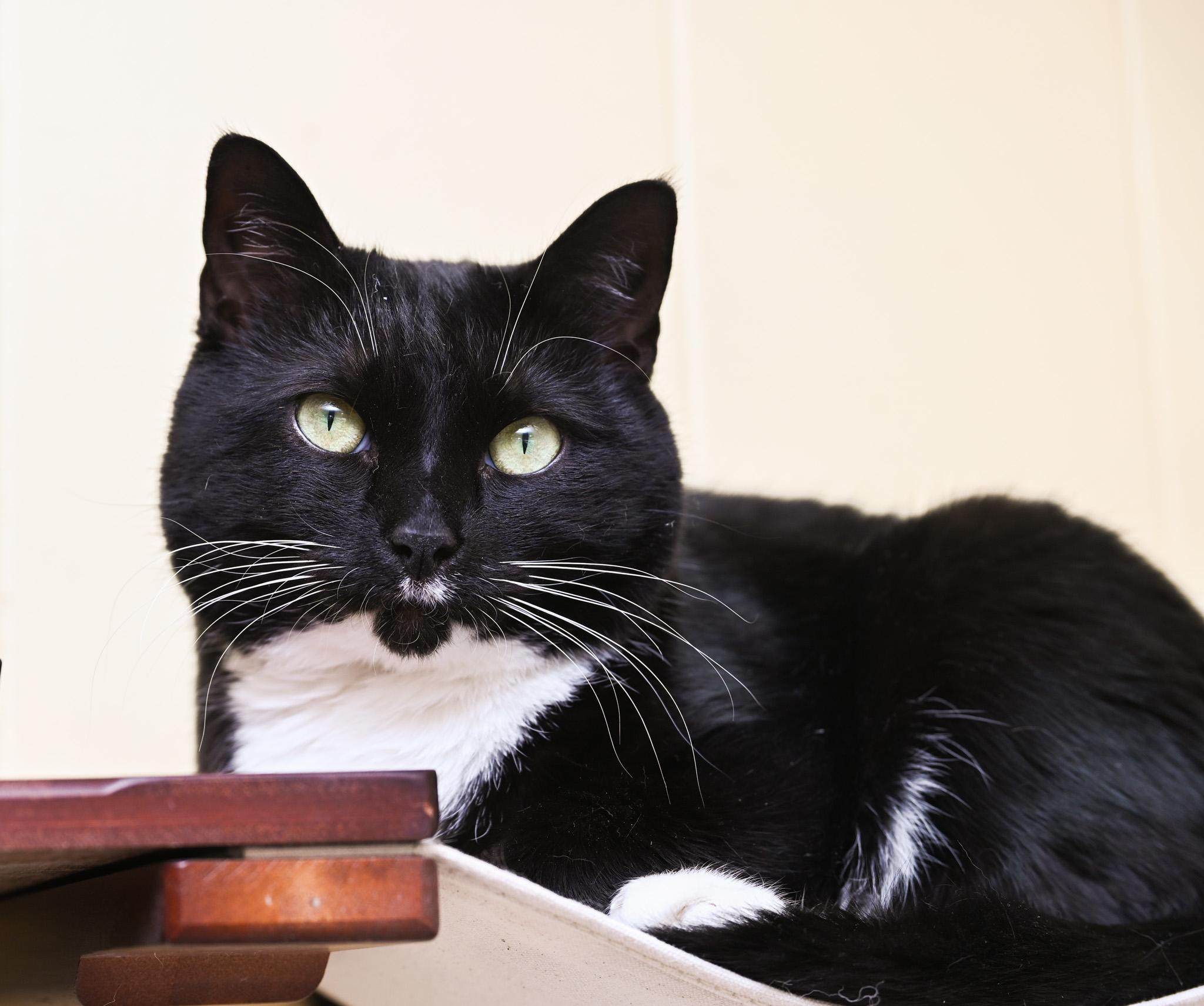 Dobby & Sirius Black (bonded pair) photo 1