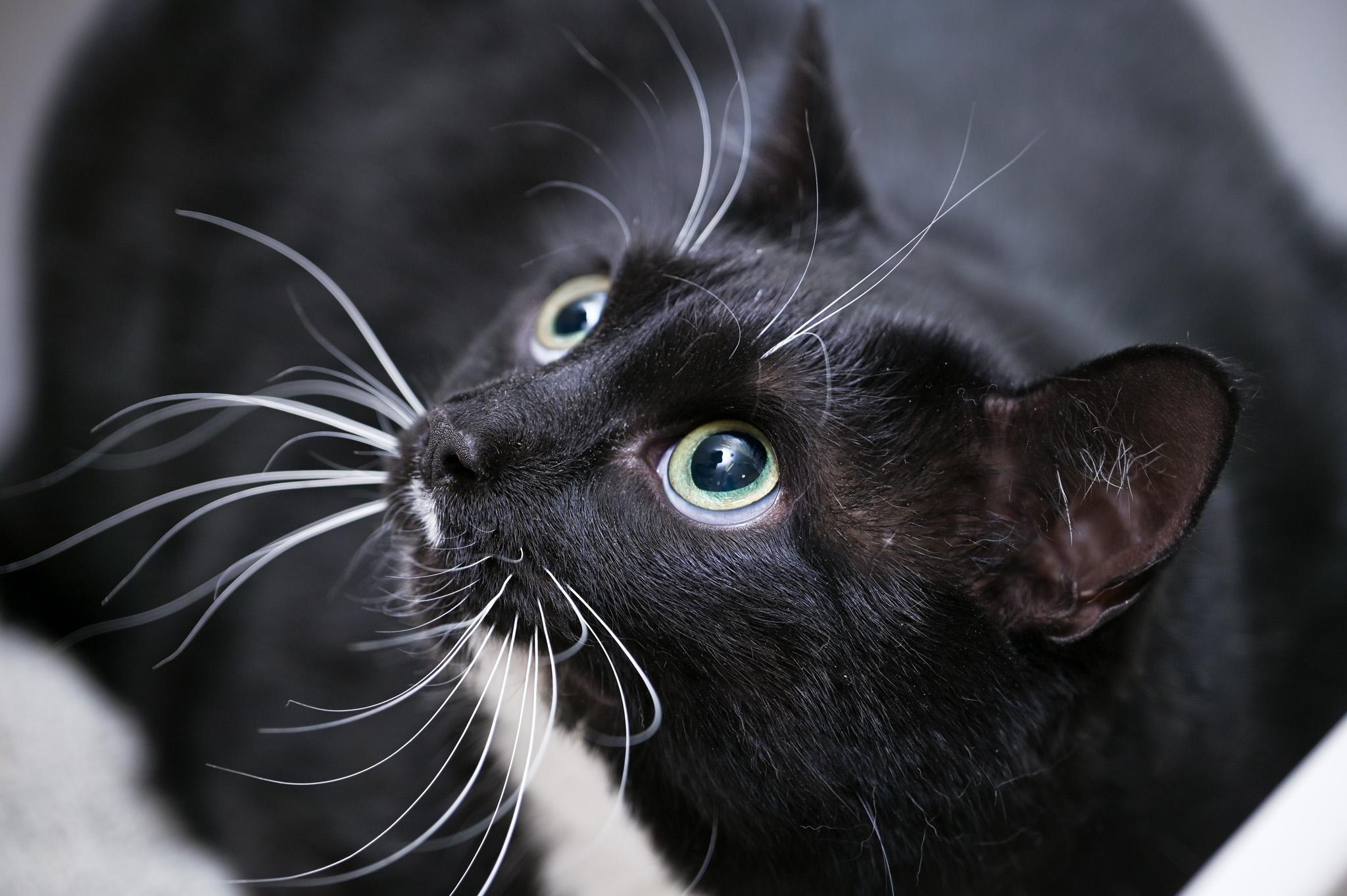 Dobby & Sirius Black (bonded pair)