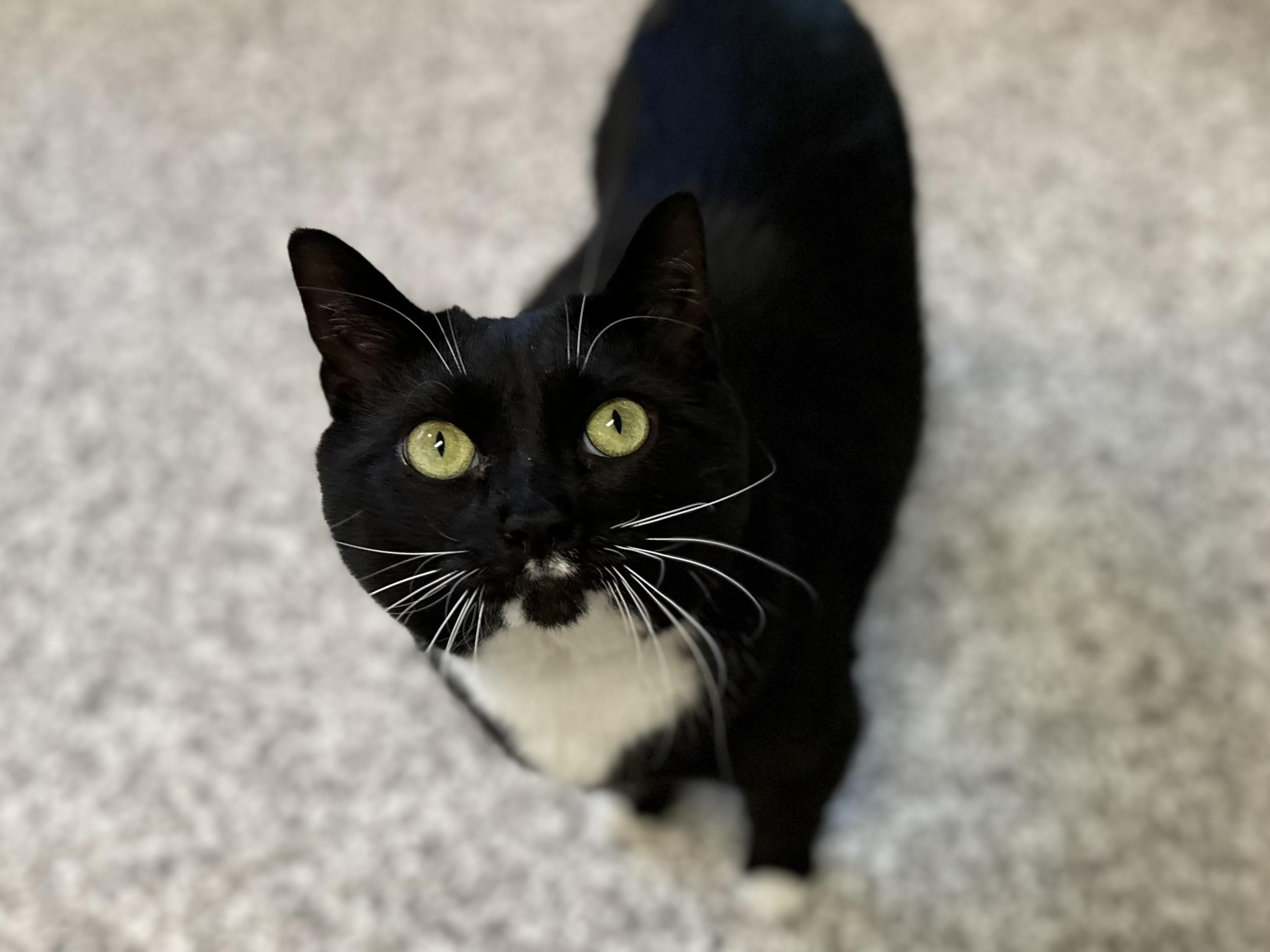 Dobby & Sirius Black (bonded pair)