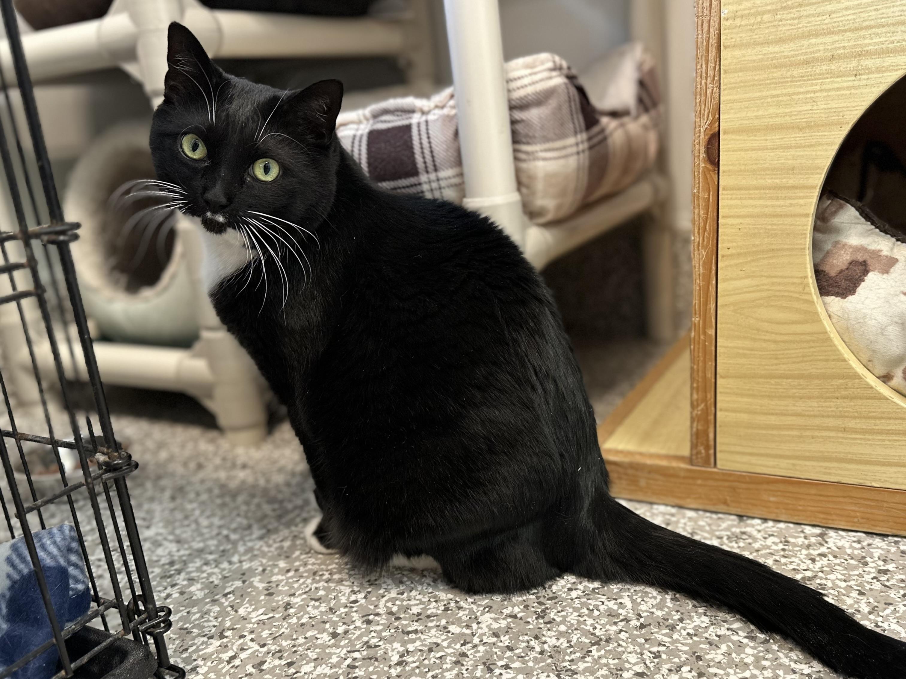 Dobby & Sirius Black (bonded pair)