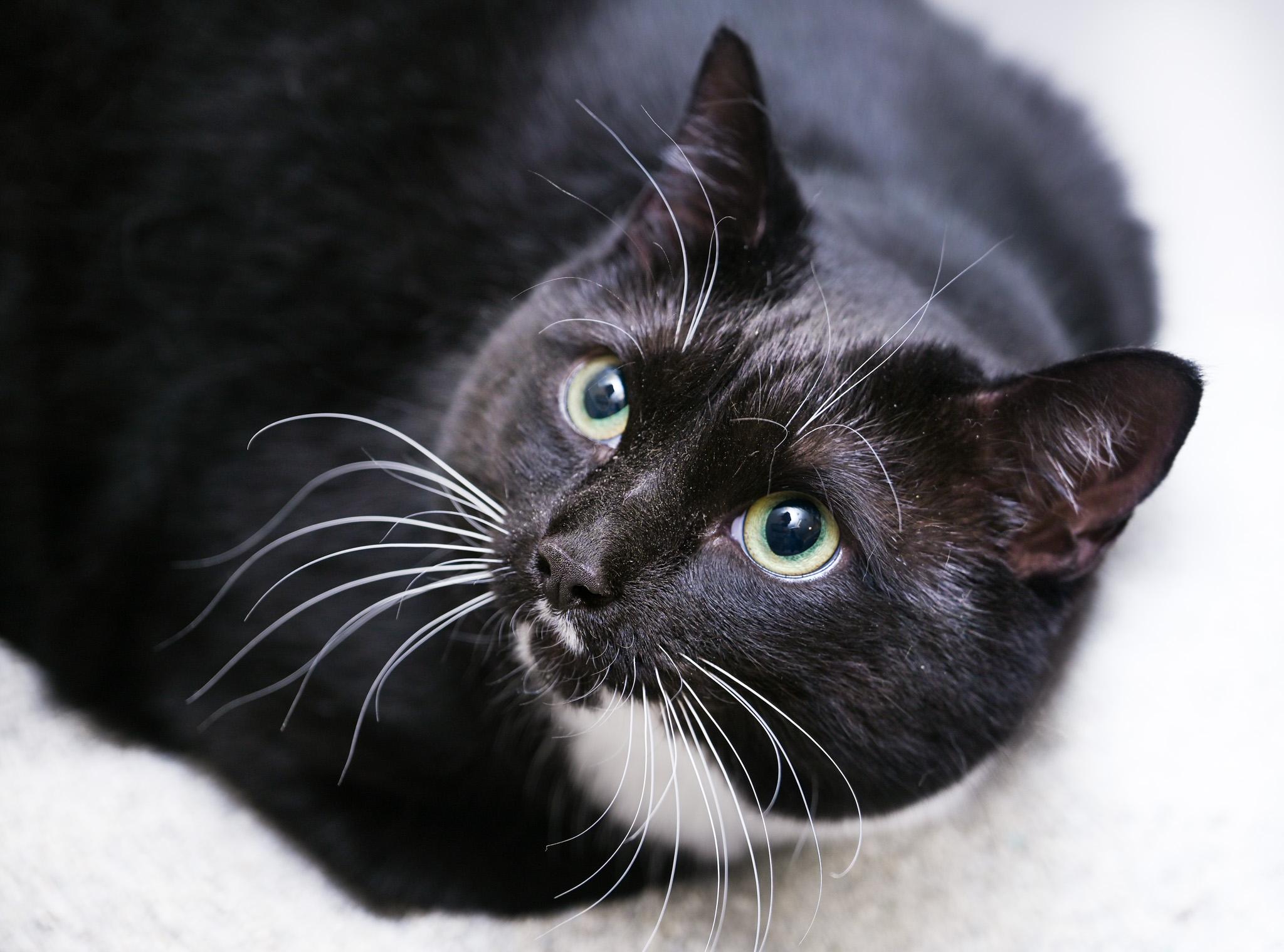 Dobby & Sirius Black (bonded pair)