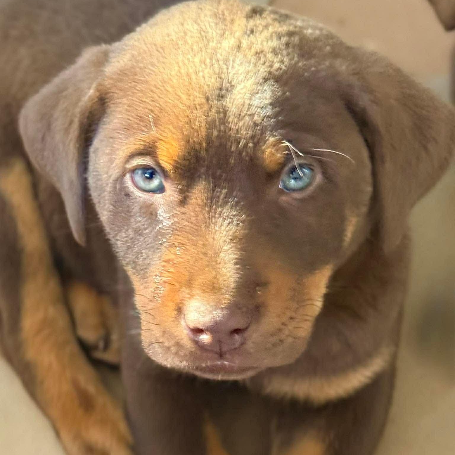 Enlarge Boone, an adopted mixed breed in Westport, MA image 3/6