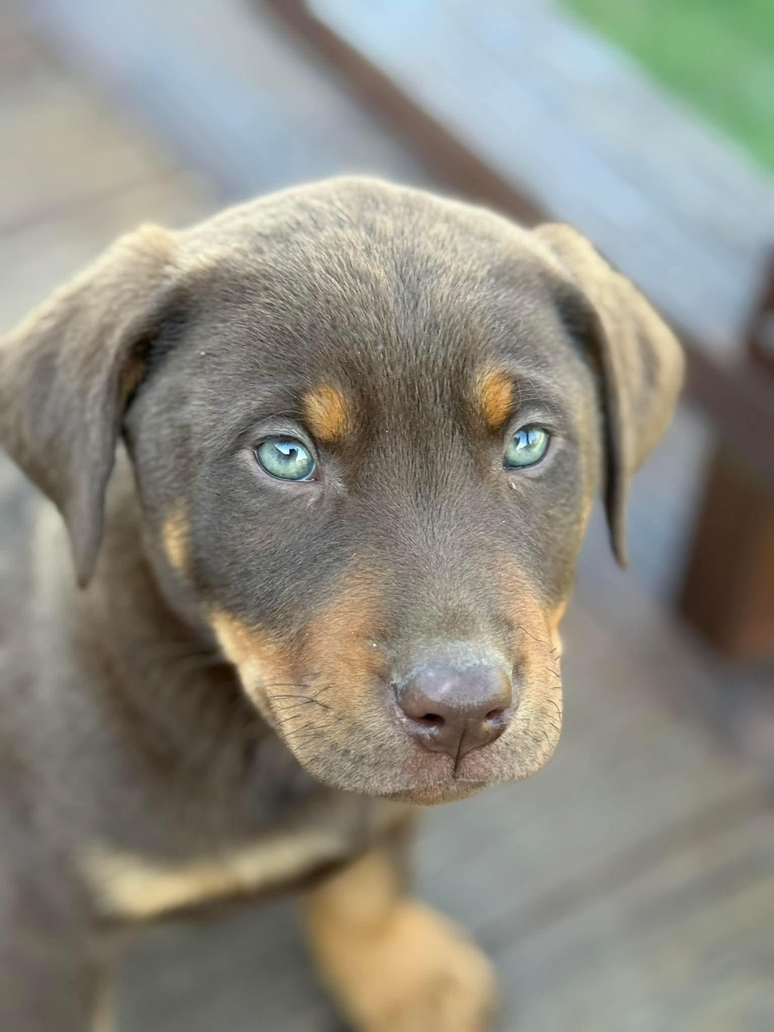 Enlarge Boone, an adopted mixed breed in Westport, MA image 4/6