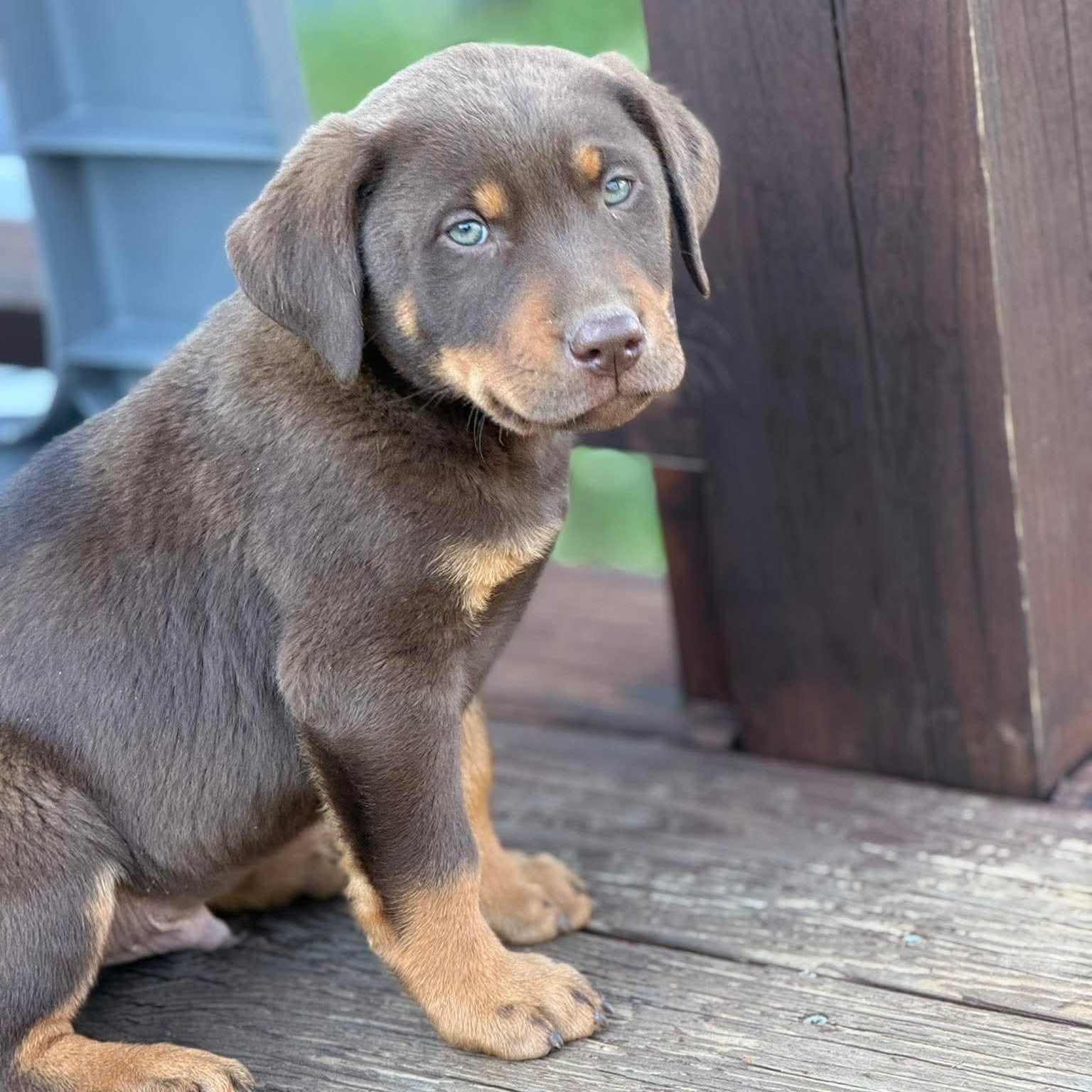 Boone, adopted, Puppy Male Doberman Pinscher & Chocolate Labrador Retriever.