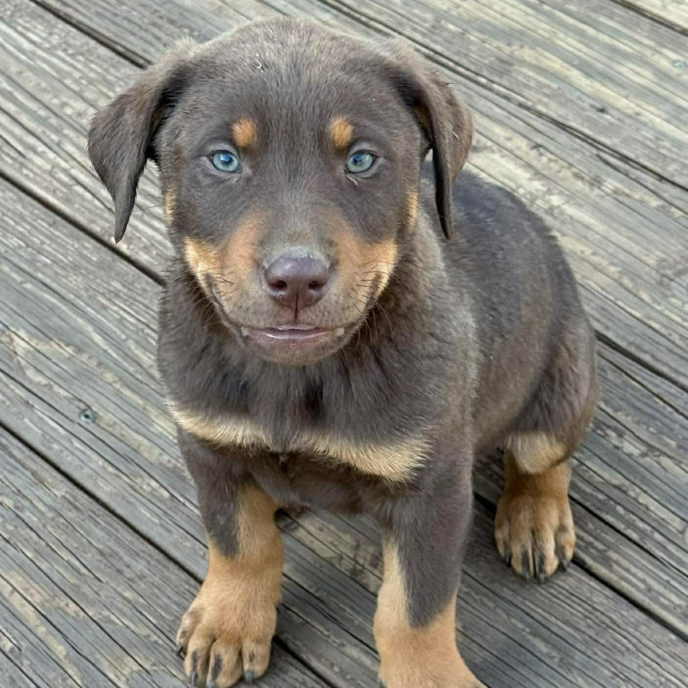 Enlarge Boone, an adopted mixed breed in Westport, MA image 2/6