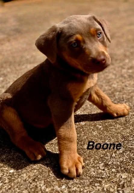Enlarge Boone, an adopted mixed breed in Westport, MA image 6/6
