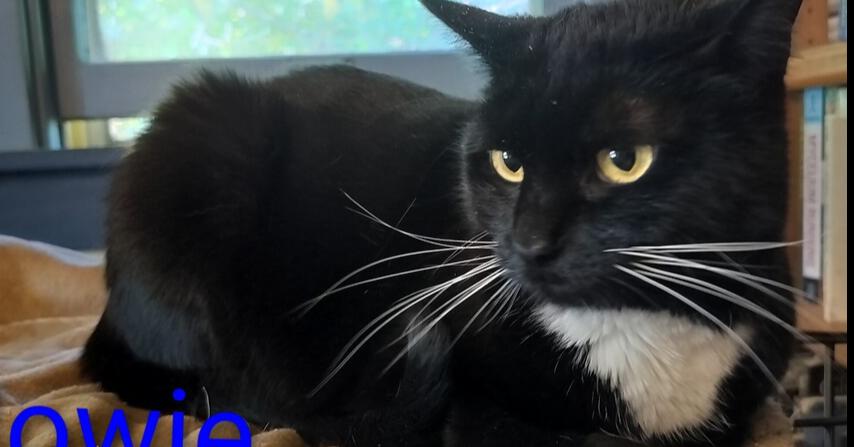 Enlarge Howie, a Adoptable Domestic Short Hair in Boone, CO image 1/4