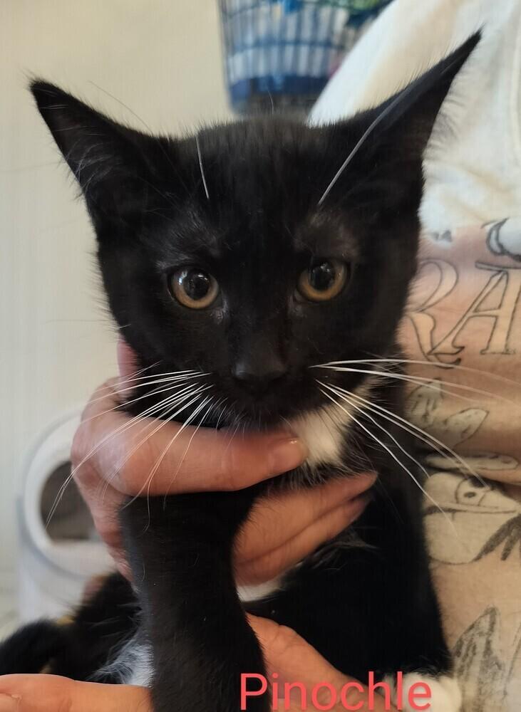 Enlarge Howie, a Adoptable Domestic Short Hair in Boone, CO image 2/4