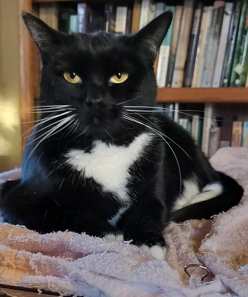 Enlarge Howie, a Adoptable Domestic Short Hair in Boone, CO image 3/4